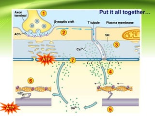 Put it all together…
1
ATP
2
3
4
5
7
6
ATP
 
