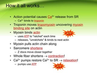 How it all works…
• Action potential causes Ca2+ release from SR
– Ca2+ binds to troponin
• Troponin moves tropomyosin uncovering myosin
binding site on actin
• Myosin binds actin
– uses ATP to "ratchet" each time
– releases, "unratchets" & binds to next actin
• Myosin pulls actin chain along
• Sarcomere shortens
– Z discs move closer together
• Whole fiber shortens  contraction!
• Ca2+ pumps restore Ca2+ to SR  relaxation!
– pumps use ATP
ATP
ATP
 
