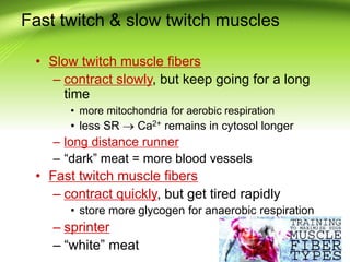 Fast twitch & slow twitch muscles
• Slow twitch muscle fibers
– contract slowly, but keep going for a long
time
• more mitochondria for aerobic respiration
• less SR  Ca2+ remains in cytosol longer
– long distance runner
– “dark” meat = more blood vessels
• Fast twitch muscle fibers
– contract quickly, but get tired rapidly
• store more glycogen for anaerobic respiration
– sprinter
– “white” meat
 