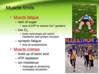 Muscle limits
• Muscle fatigue
– lack of sugar
• lack of ATP to restore Ca2+ gradient
– low O2
• lactic acid drops pH which
interferes with protein function
– synaptic fatigue
• loss of acetylcholine
• Muscle cramps
– build up of lactic acid
– ATP depletion
– ion imbalance
• massage or stretching
increases circulation
 