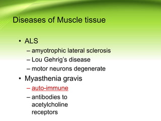 Diseases of Muscle tissue
• ALS
– amyotrophic lateral sclerosis
– Lou Gehrig’s disease
– motor neurons degenerate
• Myasthenia gravis
– auto-immune
– antibodies to
acetylcholine
receptors
 