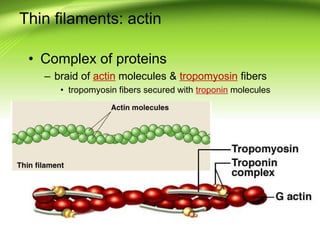 Thin filaments: actin
• Complex of proteins
– braid of actin molecules & tropomyosin fibers
• tropomyosin fibers secured with troponin molecules
 