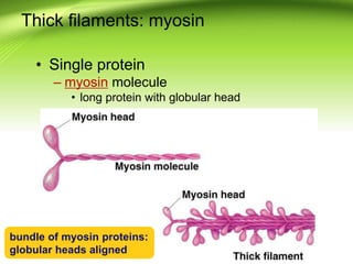 Thick filaments: myosin
• Single protein
– myosin molecule
• long protein with globular head
bundle of myosin proteins:
globular heads aligned
 