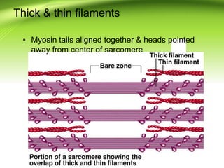 Thick & thin filaments
• Myosin tails aligned together & heads pointed
away from center of sarcomere
 