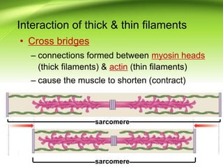 Interaction of thick & thin filaments
• Cross bridges
– connections formed between myosin heads
(thick filaments) & actin (thin filaments)
– cause the muscle to shorten (contract)
sarcomere
sarcomere
 
