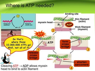 Where is ATP needed?
3
4
12
1
1
1
Cleaving ATP  ADP allows myosin
head to bind to actin filament
thin filament
(actin)
thick filament
(myosin)
ATP
myosin head
form
cross
bridge
binding site
So that’s
where those
10,000,000 ATPs go!
Well, not all of it!
ADP
release
cross
bridge
shorten
sarcomere
1
 