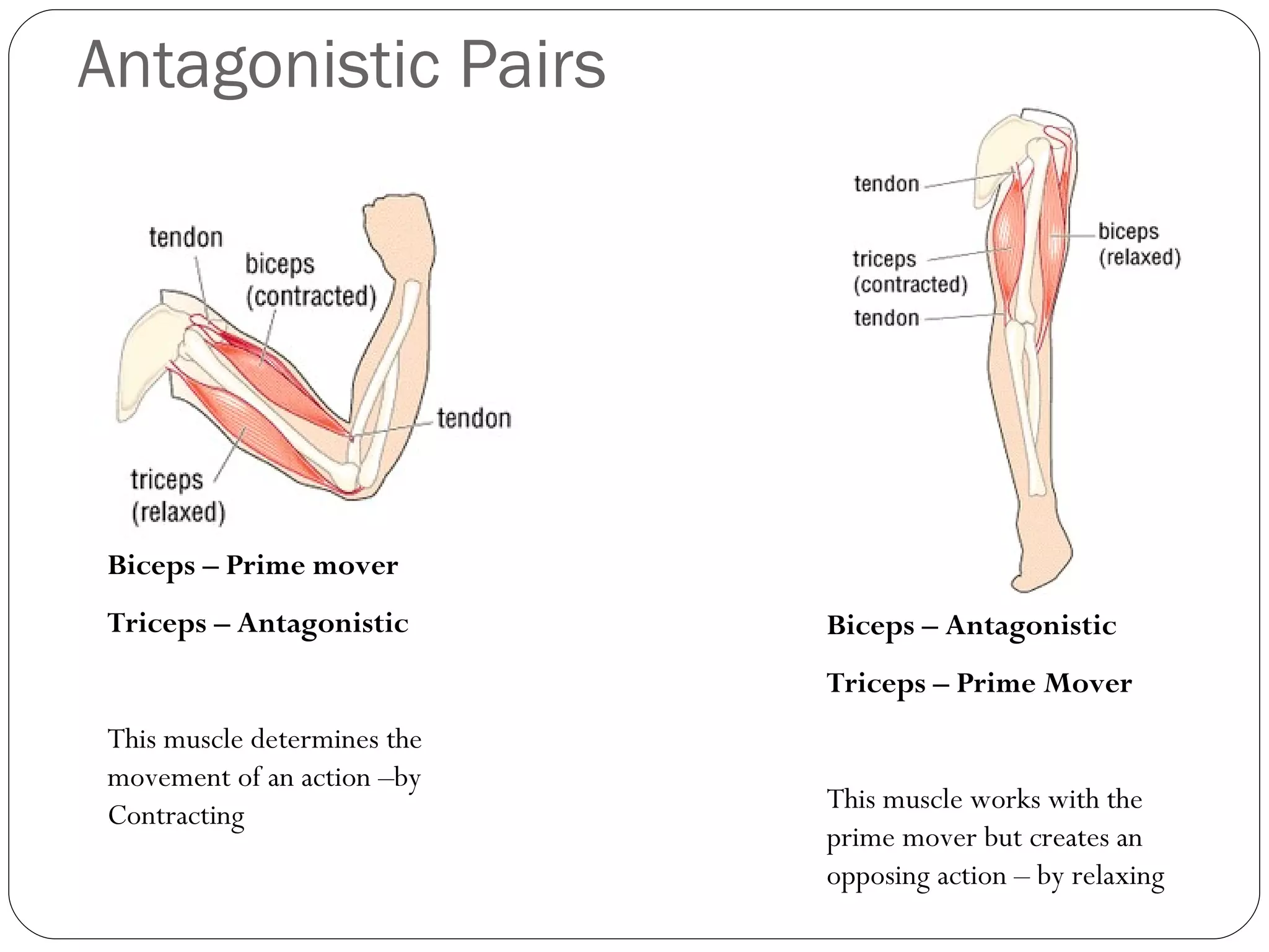 Antagonistic Pairs Biceps – Prime mover  Triceps – Antagonistic This muscle determines the movement of an action –by  Contracting Biceps – Antagonistic Triceps – Prime Mover This muscle works with the prime mover but creates an opposing action – by relaxing  