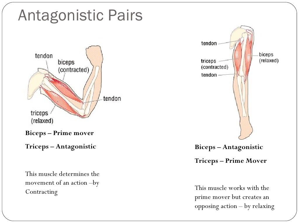 muscles all or none principle