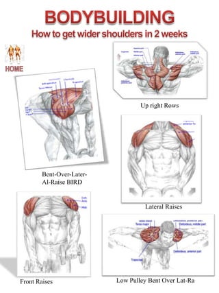 Up right Rows




        Bent-Over-Later-
        Al-Raise BIRD


                                    Lateral Raises




Front Raises               Low Pulley Bent Over Lat-Ra
 