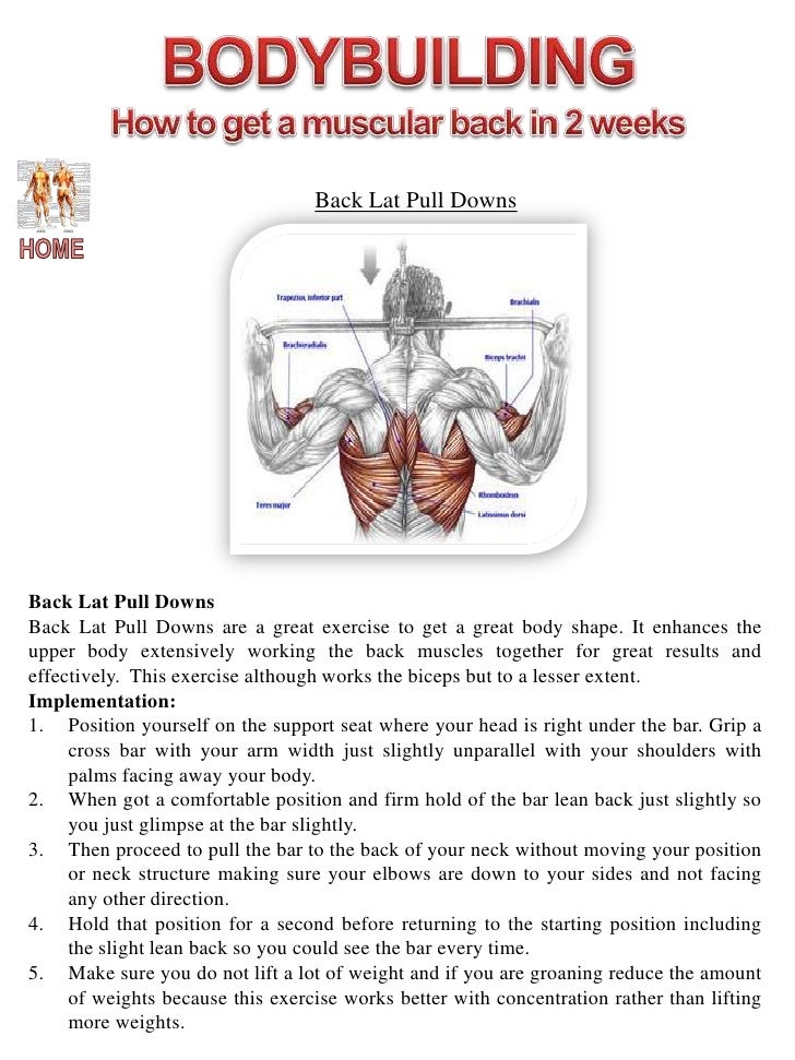 Muscle Diagram Website 2