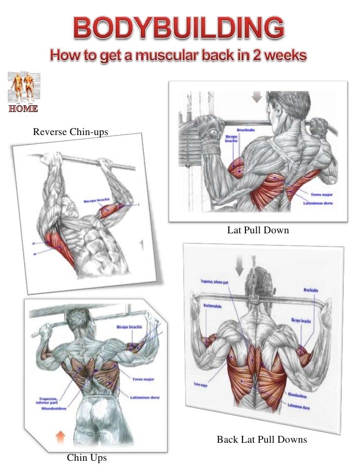 Pull Up Muscle Chart