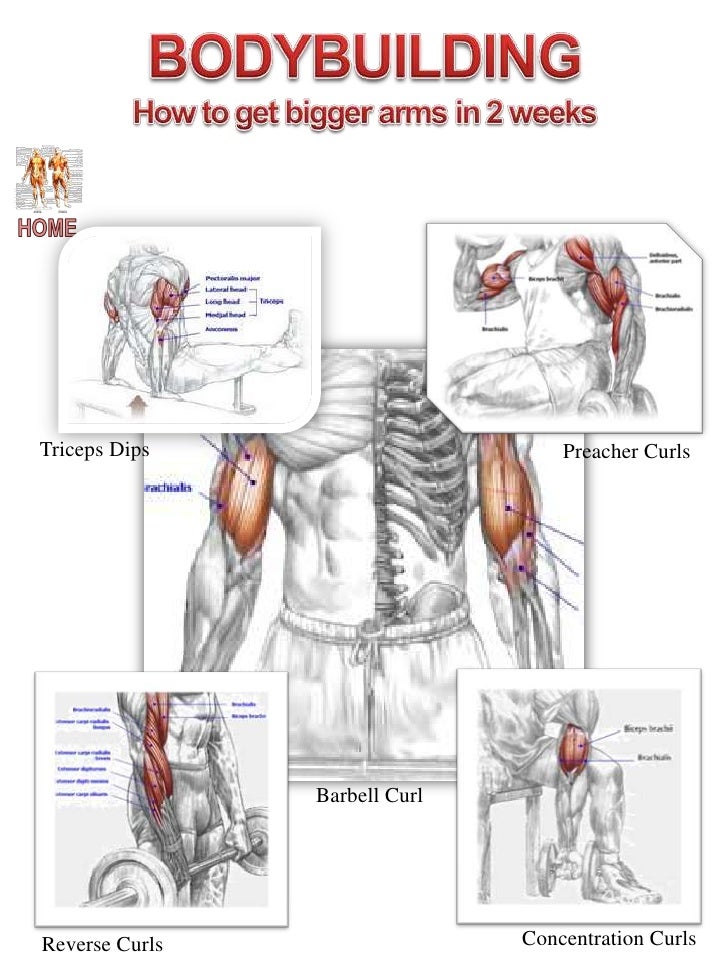 Muscles used in pull ups diagram