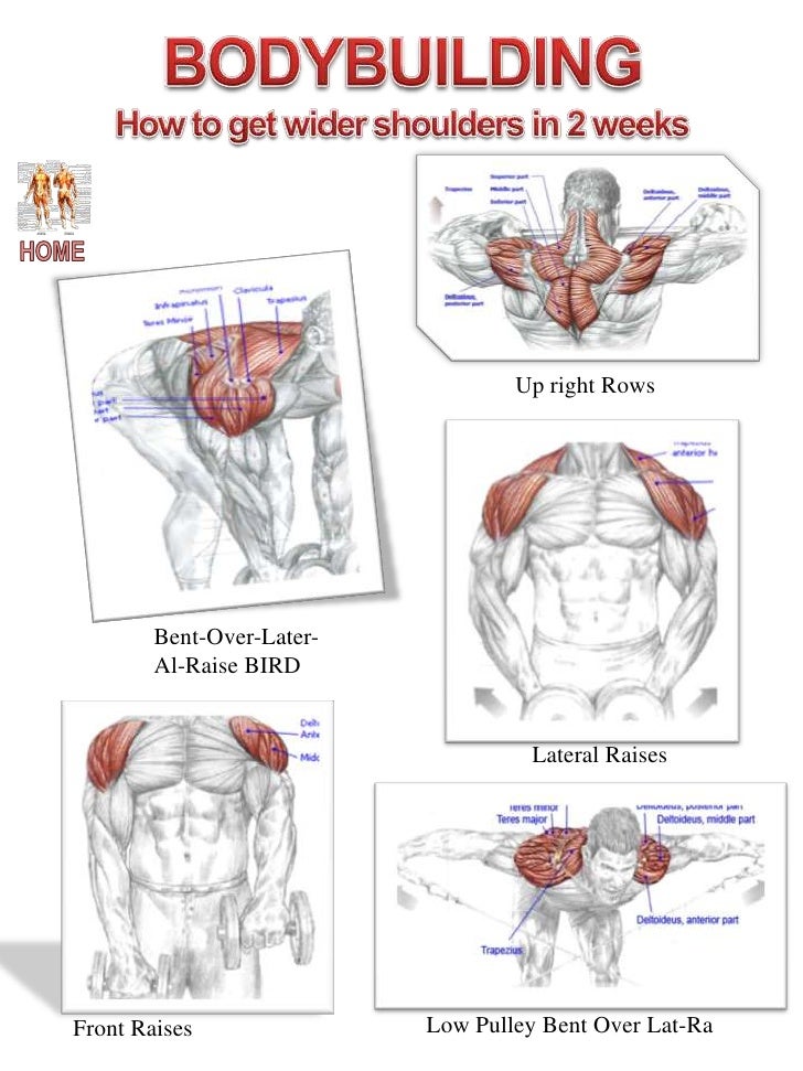 Muscle diagram website 2
