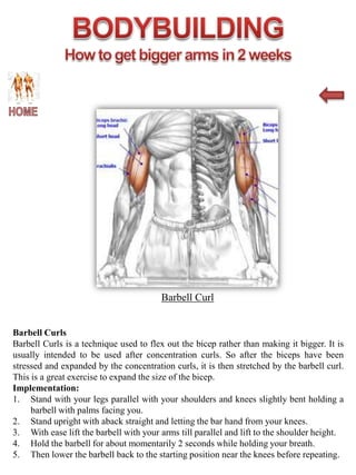 Muscle diagram website 2 | PPTX