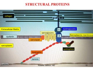 Sarcoplasmic membrane
Extracellular Matrix
collagen
actine
dystrophin
α
β
sarcoglycans
sarcoplasm
dystroglycans
dysferlin
laminin
syntrophins
sarcospan
STRUCTURAL PROTEINS
Rosette Jabbour, MD 15
 