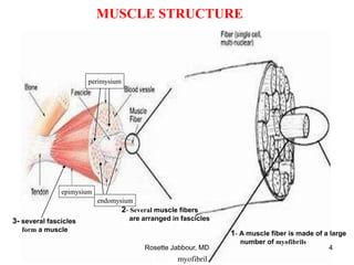 myofibril
MUSCLE STRUCTURE
1- A muscle fiber is made of a large
number of myofibrils
2- Several muscle fibers
are arranged in fascicles
endomysium
3- several fascicles
form a muscle
epimysium
perimysium
endomysium
Rosette Jabbour, MD 4
 