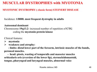 MUSCULAR DYSTROPHIES with MYOTONIA
MYOTONIC DYSTROPHY ( classic form) STEINERT DISEASE
Incidence: 1/8000. most frequent dystrophy in adults
Autosomal dominant
Chromosome 19q13.2- increased number of repetition of CTG
coding the myotonin protein kinase
Clinical features:
 myotonia
 weakness and atrophy:
- limbs: distal lower part of the forearm, intrinsic muscles of the hands,
peroneal muscles.
- head: ptosis, wasting of temporalis and masseter muscles
orbicularis oris (eversion of the lower lip), sternocleidomastoid,
tongue, pharyngeal and laryngeal muscles, abnormal voice
Rosette Jabbour, MD 48
 