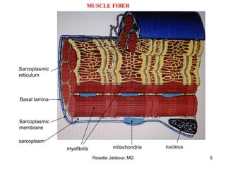 nucleus
mitochondria
myofibrils
Basal lamina
Sarcoplasmic
membrane
Sarcoplasmic
reticulum
sarcoplasm
MUSCLE FIBER
Rosette Jabbour, MD 5
 