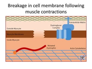 Muscle disorders | PPTX