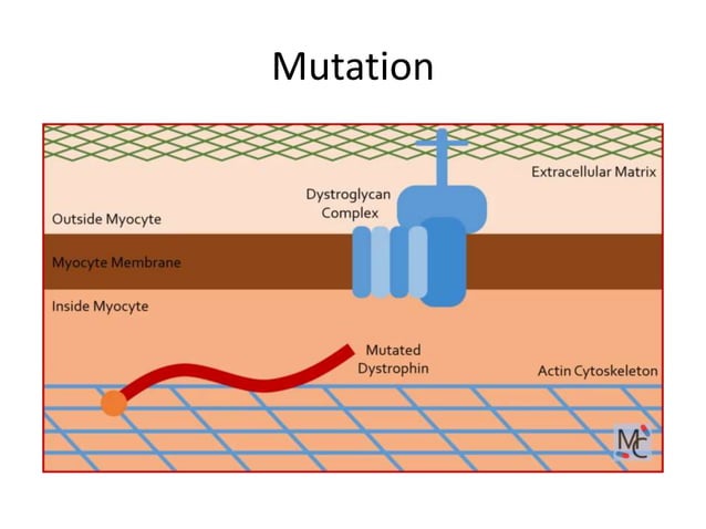 Muscle Disorders muscle-disorders