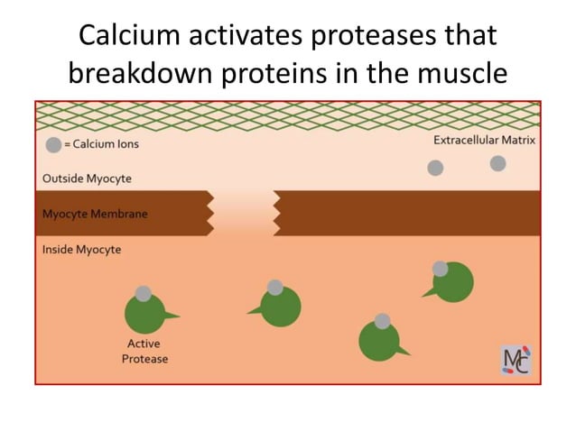 Muscle Disorders muscle-disorders