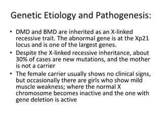 Genetic Etiology and Pathogenesis:
• DMD and BMD are inherited as an X-linked
recessive trait. The abnormal gene is at the Xp21
locus and is one of the largest genes.
• Despite the X-linked recessive inheritance, about
30% of cases are new mutations, and the mother
is not a carrier
• The female carrier usually shows no clinical signs,
but occasionally there are girls who show mild
muscle weakness; where the normal X
chromosome becomes inactive and the one with
gene deletion is active
 