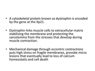 • A cytoskeletal protein known as dystrophin is encoded
by the gene at the Xp21.
• Dystrophin links muscle cells to extracellular matrix
stabilising the membrane and protecting the
sarcolemma from the stresses that develop during
muscle contraction.
• Mechanical damage through eccentric contractions
puts high stress on fragile membranes, provoke micro
lesions that eventually lead to loss of calcium
homeostatis and cell death
 