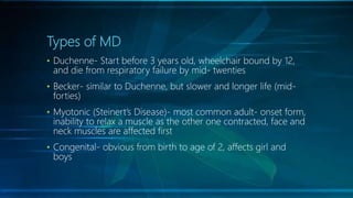 Types of MD
• Duchenne- Start before 3 years old, wheelchair bound by 12,
and die from respiratory failure by mid- twenties
• Becker- similar to Duchenne, but slower and longer life (mid-
forties)
• Myotonic (Steinert’s Disease)- most common adult- onset form,
inability to relax a muscle as the other one contracted, face and
neck muscles are affected first
• Congenital- obvious from birth to age of 2, affects girl and
boys
 