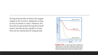 During brief periods of tetany the oxygen
supply to the muscle is adequate as long
as the circulation is intact. However, the
force/stress generated during these brief
tetanic periods decays rapidly to a level
that can be maintained for long periods
 