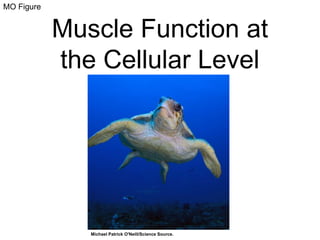 MO Figure 
Muscle Function at 
the Cellular Level 
Michael Patrick O'Neill/Science Source. 
 