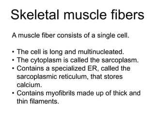 Skeletal muscle fibers 
A muscle fiber consists of a single cell. 
• The cell is long and multinucleated. 
• The cytoplasm is called the sarcoplasm. 
• Contains a specialized ER, called the 
sarcoplasmic reticulum, that stores 
calcium. 
• Contains myofibrils made up of thick and 
thin filaments. 
 