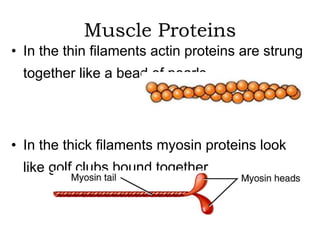 Muscle Proteins 
• In the thin filaments actin proteins are strung 
together like a bead of pearls 
• In the thick filaments myosin proteins look 
like golf clubs bound together 
 