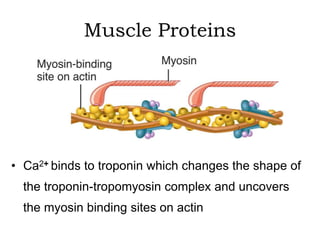 Muscle Proteins 
• Ca2+ binds to troponin which changes the shape of 
the troponin-tropomyosin complex and uncovers 
the myosin binding sites on actin 
 