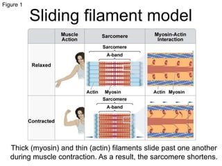 Figure 1 
Sliding filament model 
Thick (myosin) and thin (actin) filaments slide past one another 
during muscle contraction. As a result, the sarcomere shortens. 
 