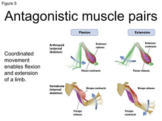 muscle-funccellularlevel-animal-systems-pptx