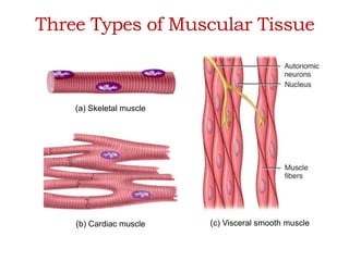 Three Types of Muscular Tissue 
(a) Skeletal muscle 
(b) Cardiac muscle (c) Visceral smooth muscle 
 