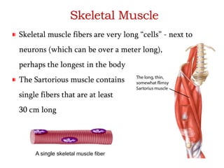 Skeletal Muscle 
Skeletal muscle fibers are very long “cells” - next to 
neurons (which can be over a meter long), 
perhaps the longest in the body 
The Sartorious muscle contains 
single fibers that are at least 
30 cm long 
A single skeletal muscle fiber 
 