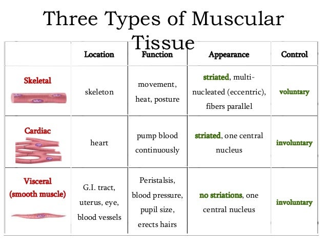 what is the function of muscle tissue Muscle: contractile tissue found in animals, the function of which is to produce motion movement, the intricate cooperation of muscle and nerve fibres, is the means. what is the function of muscle tissue Muscle: contractile tissue found in animals, the function of which is to produce motion movement, the intricate cooperation of muscle and nerve fibres, is the means.