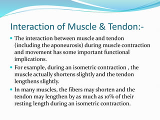 Interaction of Muscle & Tendon:-
 The interaction between muscle and tendon
(including the aponeurosis) during muscle contraction
and movement has some important functional
implications.
 For example, during an isometric contraction , the
muscle actually shortens slightly and the tendon
lengthens slightly.
 In many muscles, the fibers may shorten and the
tendon may lengthen by as much as 10% of their
resting length during an isometric contraction.
 