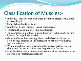 Classification of Muscles:-
 Individual muscles may be named in many different ways. Such
as according to ,
 Shape (rhomboids, deltoid),
 number of heads (biceps, triceps, quadriceps),
 location (biceps femoris, tibialis anterior),
 or a combination of location and function (extensor digitorum
longus, flexor pollicis brevis).
 Groups of muscles are categorized on the basis of either the
actions they perform or the particular role they serve during
specific actions.
 When muscles are categorized on the basis of action, muscles
that cause flexion at a joint are categorized as flexors.
 Muscles that cause either extension or rotation are referred to as
extensors or rotators, respectively.
 