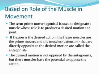 Based on Role of the Muscle in
Movement
 The term prime mover (agonist) is used to designate a
muscle whose role is to produce a desired motion at a
joint.
 If flexion is the desired action, the flexor muscles are
the prime movers and the muscles (extensors) that are
directly opposite to the desired motion are called the
antagonists.
 The desired motion is not opposed by the antagonists,
but these muscles have the potential to oppose the
action.
 