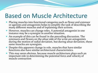 Based on Muscle Architecture
 Placing muscles into functional categories such as flexor and extensor
or agonists and antagonists helps to simplify the task of describing the
many different muscles and of explaining their actions.
 However, muscles can change roles. A potential antagonist in one
instance may be a synergist in another situation.
 An example of this can be found in the preceding discussion. The
extensors and flexors on the ulnar side of the wrist are antagonists
during the motion of radial deviation, but during ulnar deviation, these
same muscles are synergists.
 Despite this apparent change in role, muscles that have similar
functions also have similar architectural characteristics.
 This may seem obvious, because muscle architecture plays such an
important role in determining the potential force and velocity of
muscle contraction
 