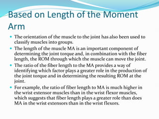 Based on Length of the Moment
Arm
 The orientation of the muscle to the joint has also been used to
classify muscles into groups.
 The length of the muscle MA is an important component of
determining the joint torque and, in combination with the fiber
length, the ROM through which the muscle can move the joint.
 The ratio of the fiber length to the MA provides a way of
identifying which factor plays a greater role in the production of
the joint torque and in determining the resulting ROM at the
joint.
 For example, the ratio of fiber length to MA is much higher in
the wrist extensor muscles than in the wrist flexor muscles,
which suggests that fiber length plays a greater role than does
MA in the wrist extensors than in the wrist flexors.
 