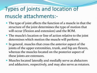 Types of joints and location of
muscle attachments:-
 The type of joint affects the function of a muscle in that the
structure of the joint determines the type of motion that
will occur (flexion and extension) and the ROM.
 The muscle’s location or line of action relative to the joint
determines which motion the muscle will perform.
 In general, muscles that cross the anterior aspect of the
joints of the upper extremities, trunk, and hip are flexors,
whereas the muscles located on the posterior aspect of
these joints are extensors.
 Muscles located laterally and medially serve as abductors
and adductors, respectively, and may also serve as rotators.
 