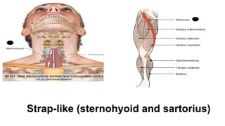 muscle general anatomy by anatomist boke | PPTX