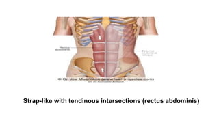 muscle general anatomy by anatomist boke | PPTX