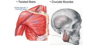 muscle general anatomy by anatomist boke | PPTX