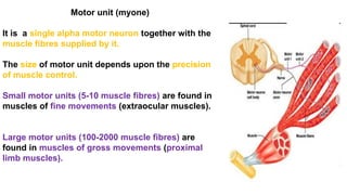muscle general anatomy by anatomist boke | PPTX