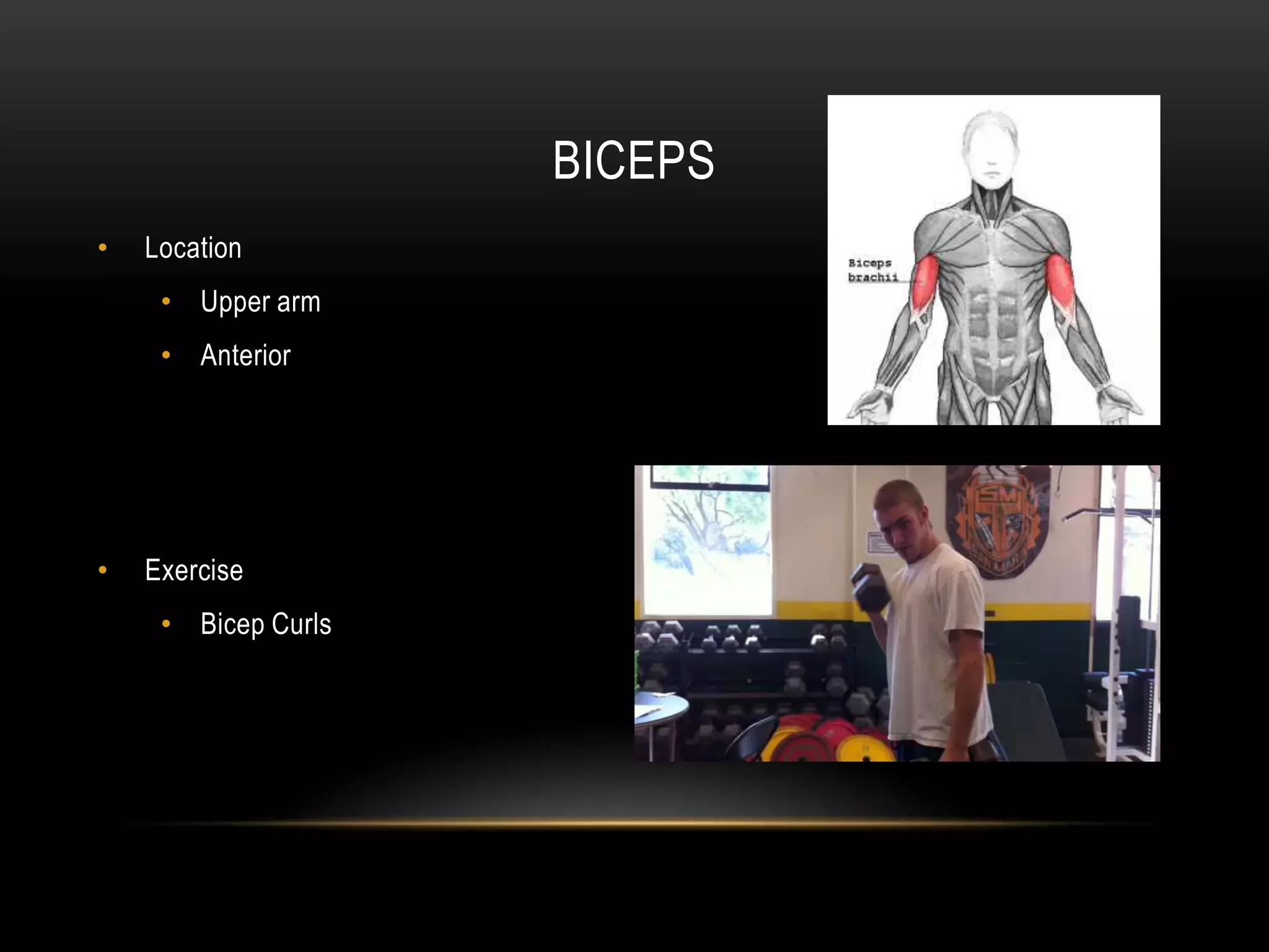 Muscle Groups and Exercises - STUDENT | PPT