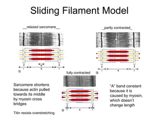 Sliding Filament Model
__relaxed sarcomere__ _partly contracted_
fully contracted
“A” band constant
because it is
caused b...
